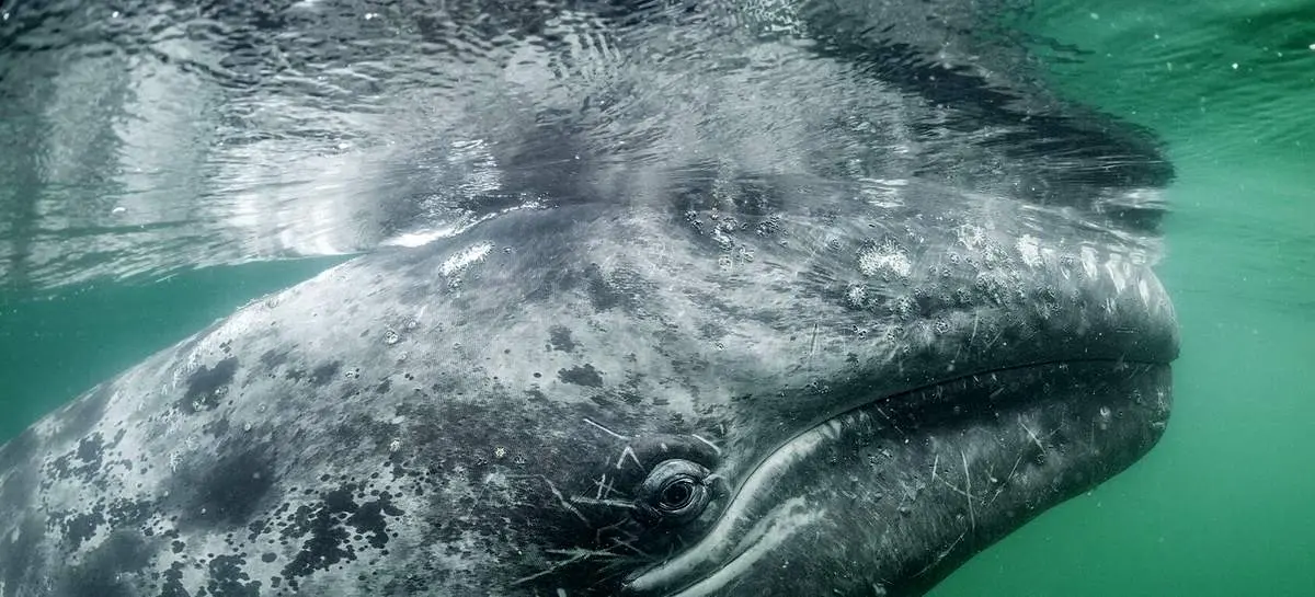 رازگشایی دانشمندان از معمای هیولای دریایی هفگوفا