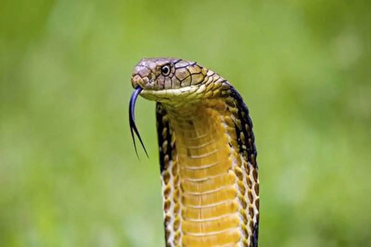 حمله پیتون به شاه کبری+ فیلم