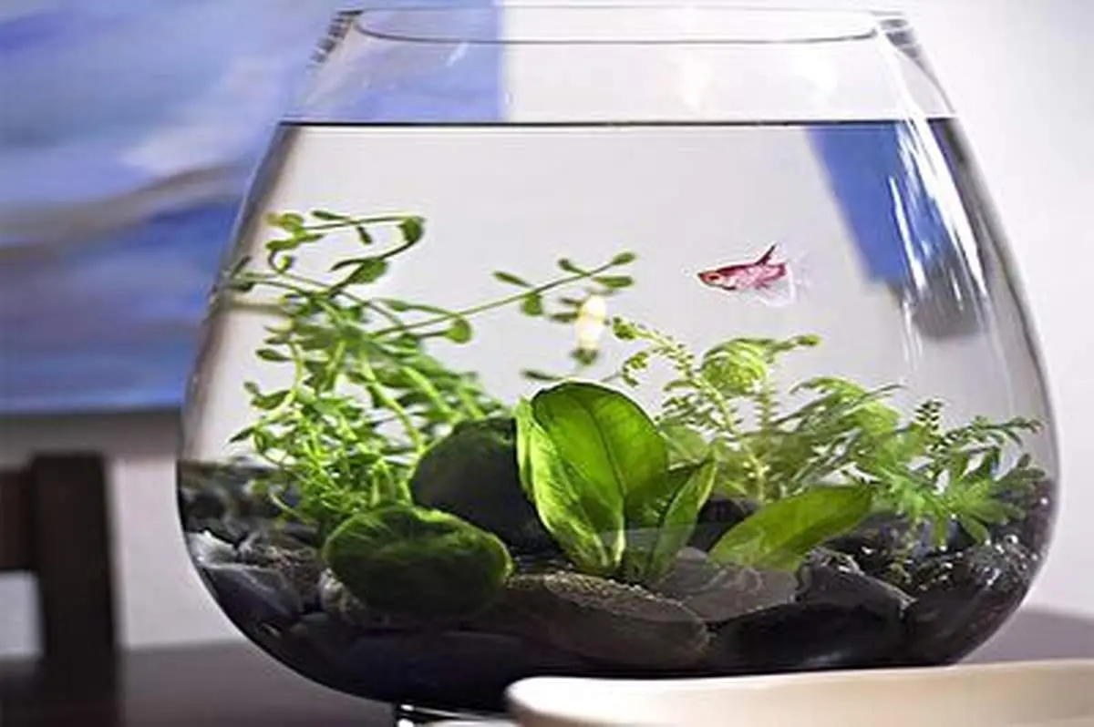 ایده برای کاشت سبزه عید+ فیلم