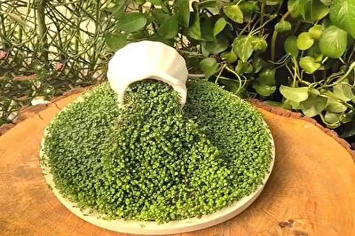 روش درست کردن سبزه آبشاری+ فیلم