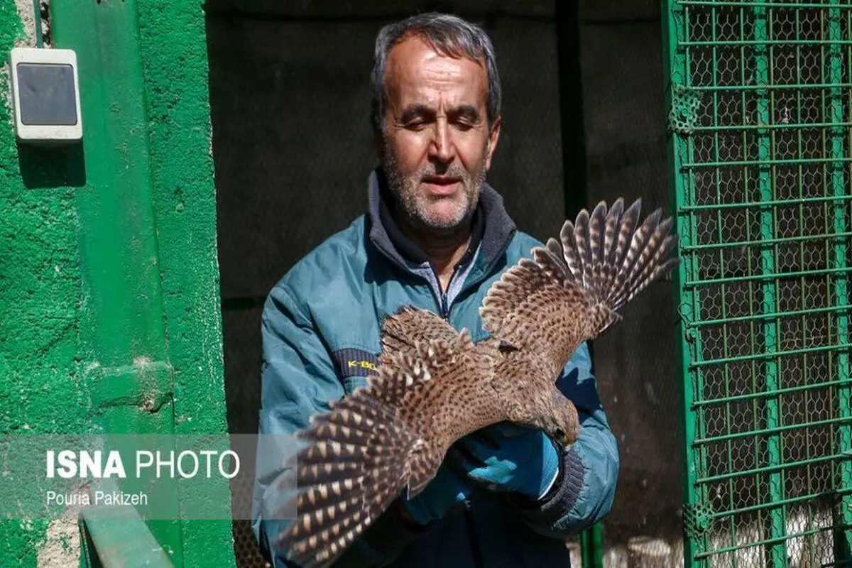 این پرندگان شکاری به دامن طبیعت بازگردانده شدند+ تصاویر