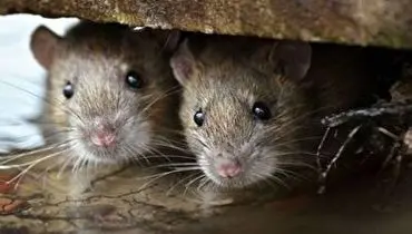 وضعیت تلخ موش ها بعد از گرفتارشدن در تله چسبی! + فیلم
