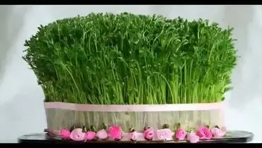 روش کاشت بذر شاهی برای سبزه عید