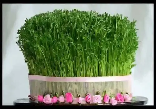 روش کاشت سبزه عید با ماش+ فیلم