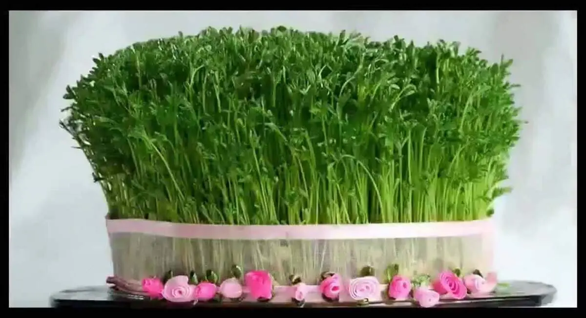 روش کاشت بذر شاهی برای سبزه عید