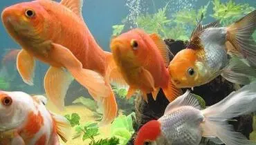 چه کنیم ماهی قرمز عید نمیرد؟