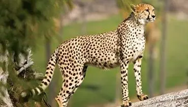 لحظه وحشتناک شکار یوزپلنگ توسط تمساح!+ فیلم