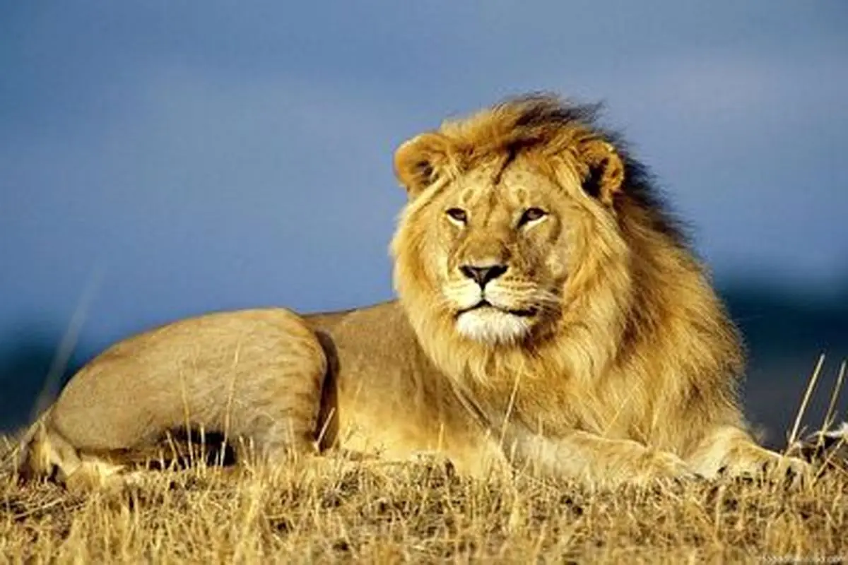 انتقام سخت یک شیر نر از دو شکارچی سنگدل!+ فیلم