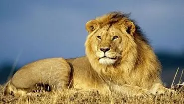انتقام سخت یک شیر نر از دو شکارچی سنگدل!+ فیلم