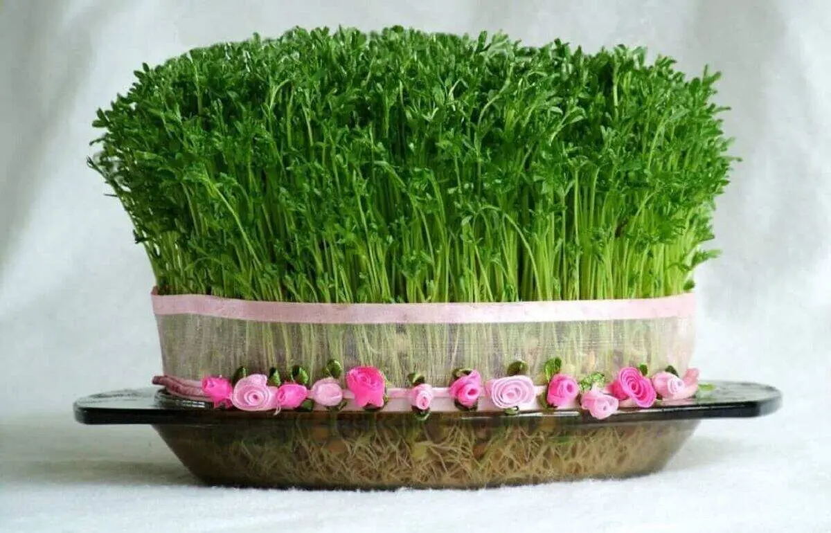 کدام دانه برای عید زودتر سبز می‌شود؟