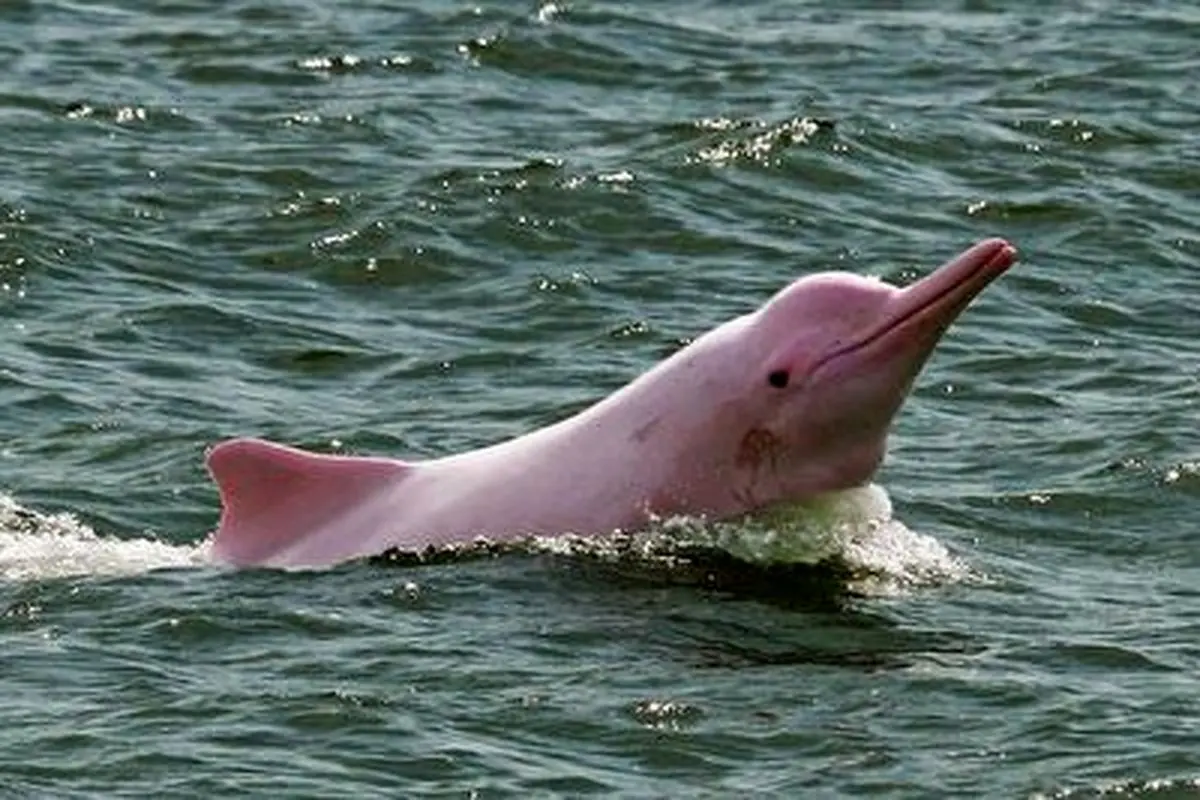 تصاویری حیرت انگیز از زیبایی دلفین های صورتی+ فیلم