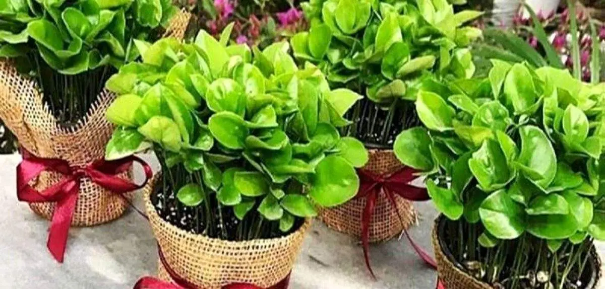 سبزه های دیدنی و ساده برای عید ۱۴۰۲+ عکس