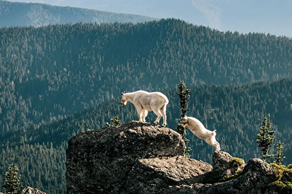 تلاش دلهره‌آور خرس برای شکار بز‌های کوهی روی صخره‌های خطرناک!+ فیلم