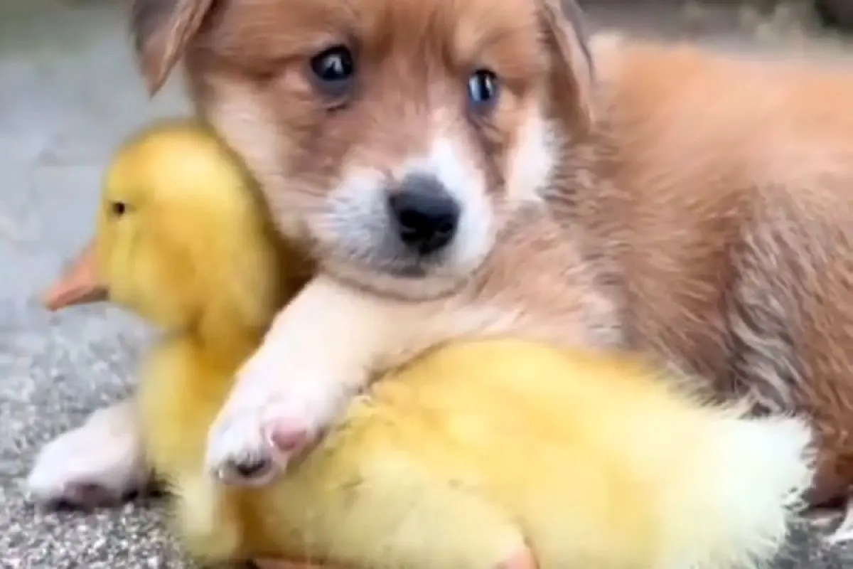 رفاقت دیدنی توله سگ با یک بچه اردک+ فیلم