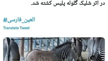 پلیس آمریکا یک گورخر را کشت!