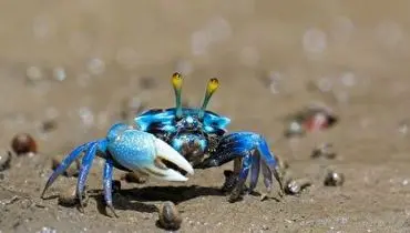 محافظت فوق العاده خرچنگ از جفتش با بغل کردن! + فیلم