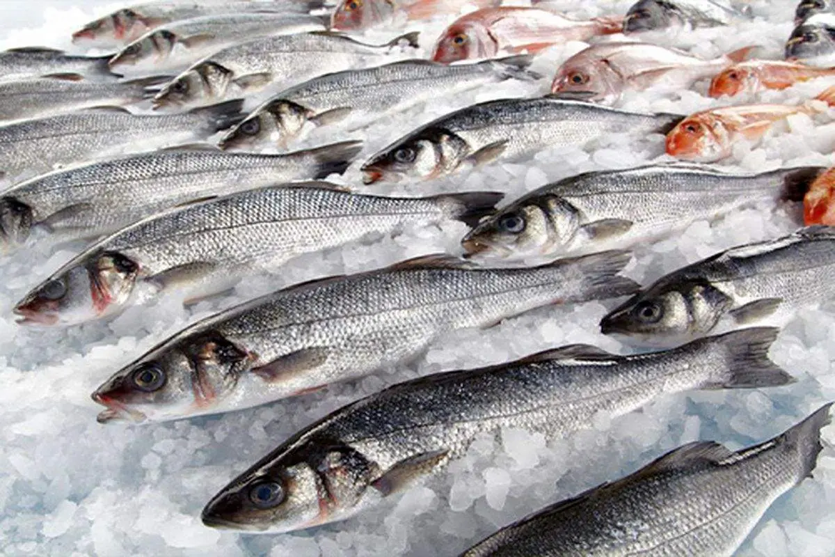 قیمت ماهی در بازار چند؟ جدول