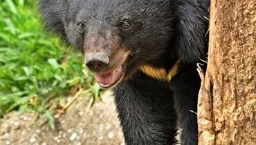 روش عجیب خرس سیاه برای ورود و خروج به غار+ فیلم