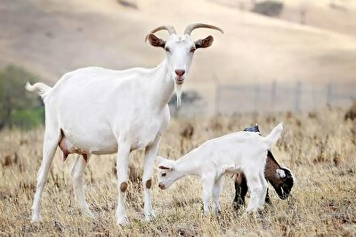 از خرافات عجیب و باورنکردنی درباره بزها تا کمک شان به بقای نسل انسان+ فیلم