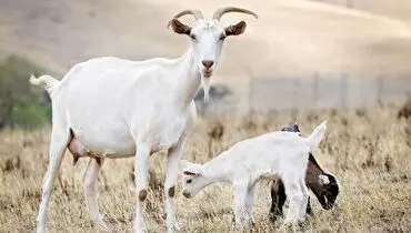 از خرافات عجیب و باورنکردنی درباره بزها تا کمک شان به بقای نسل انسان+ فیلم
