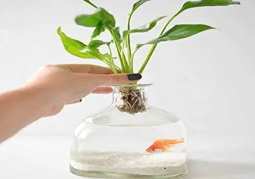 چرا نباید ماهی قرمز بخریم؟
