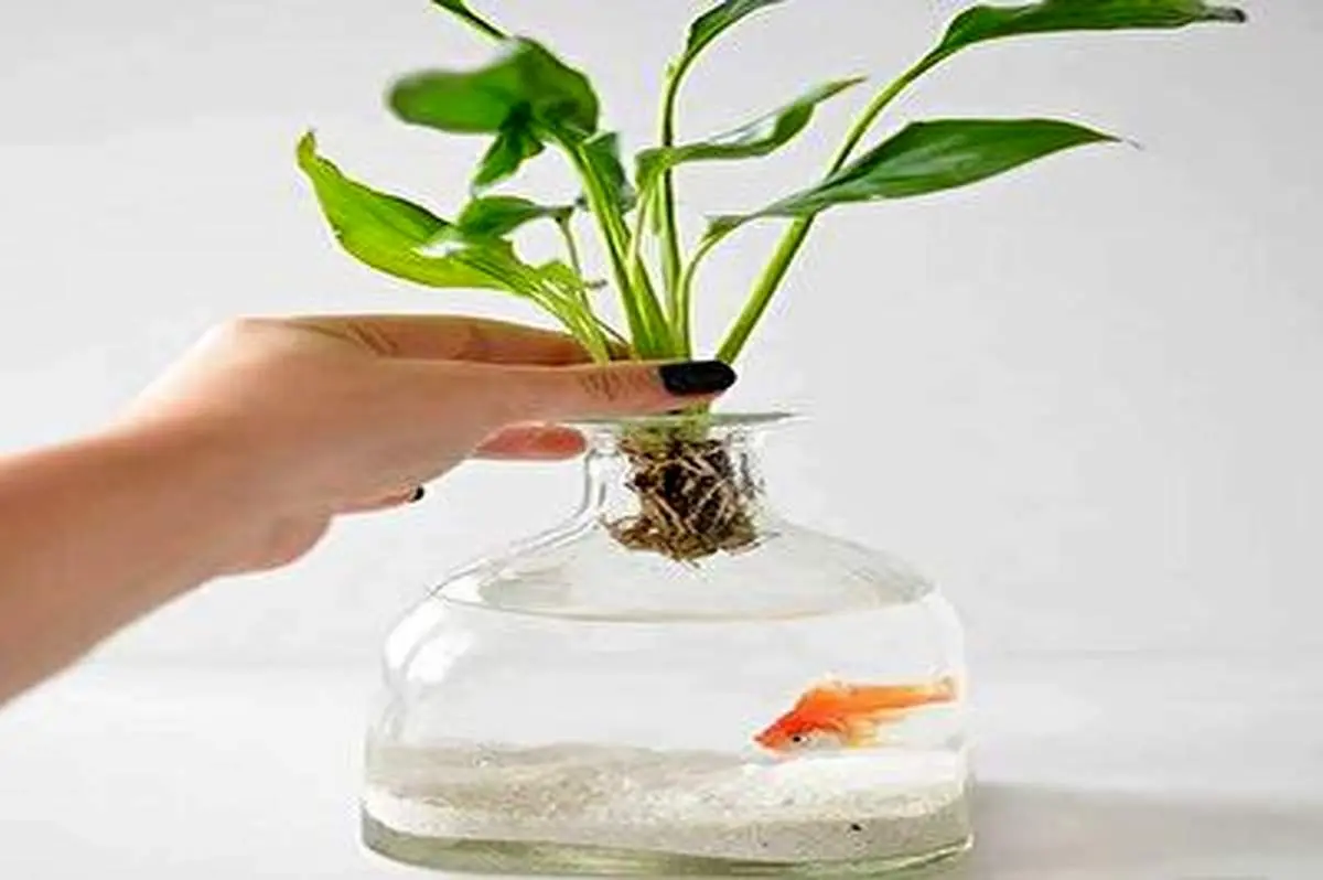ایده برای تزئین تنگ ماهی + فیلم