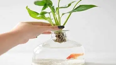 ایده برای تزئین تنگ ماهی + فیلم