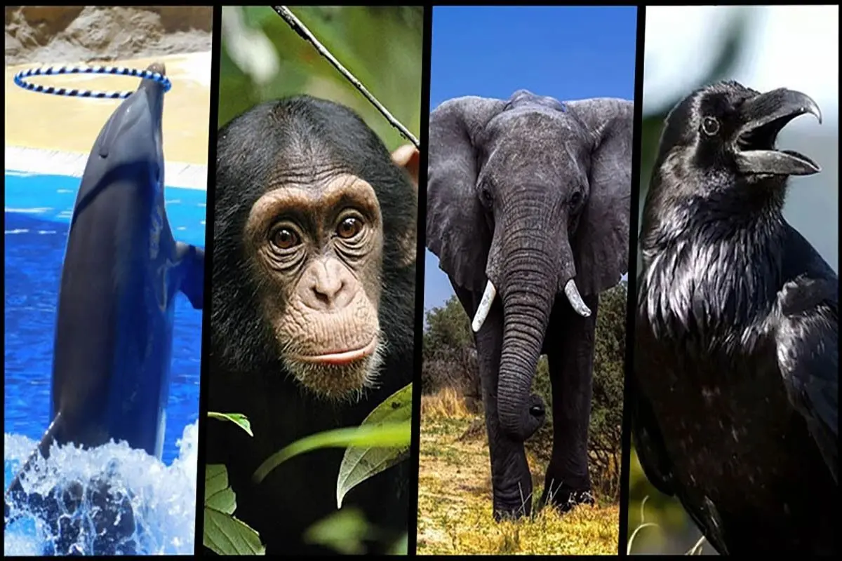 باهوش ترین حیوانات کدام اند؟ + عکس