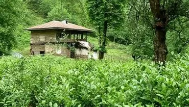 در سفر به شمال، این بهشت مازندران را هم ببینید