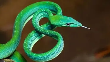 تصاویری از عجیب‌ترین مارهای دنیا