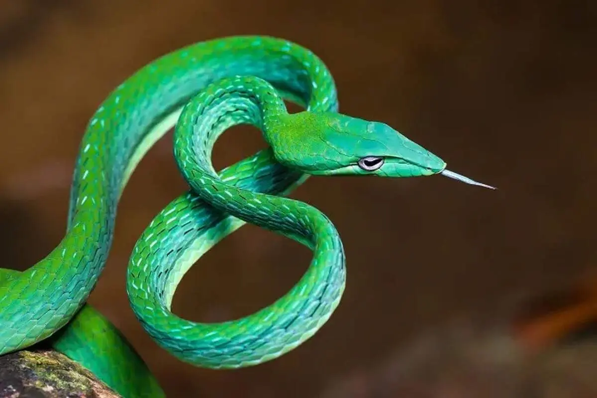 تصاویری از عجیب‌ترین مارهای دنیا
