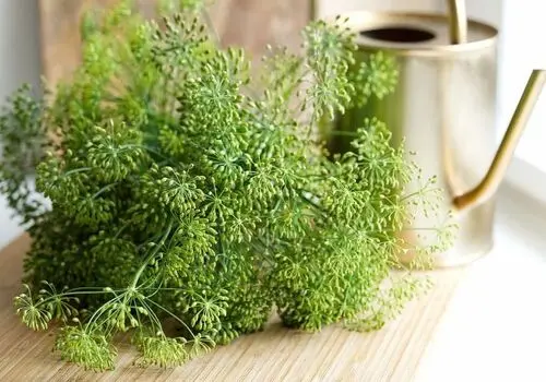 طرز تهیه شوید پلو با گوشت مجلسی