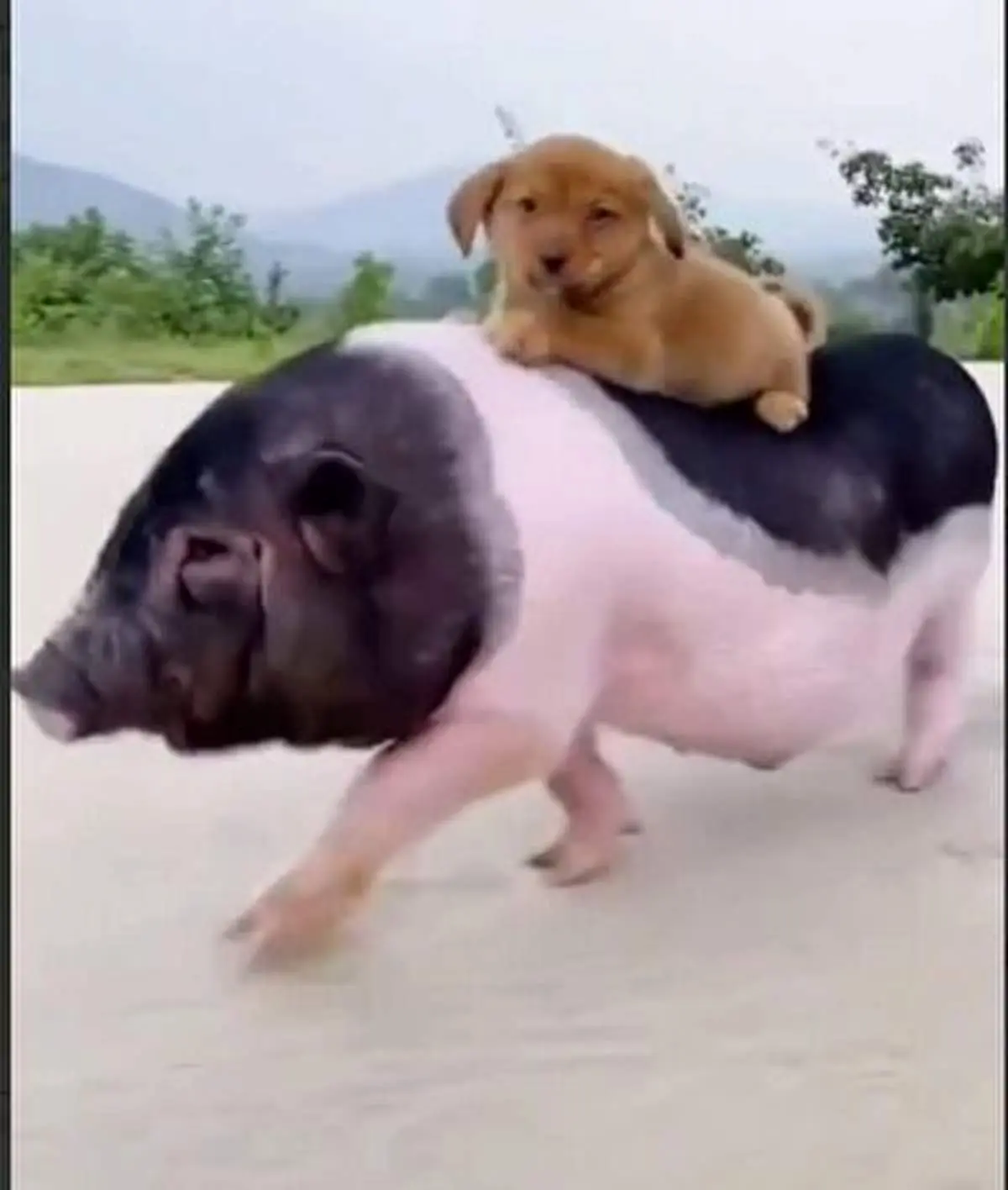 سواری گرفتن توله سگ از خوک+ فیلم