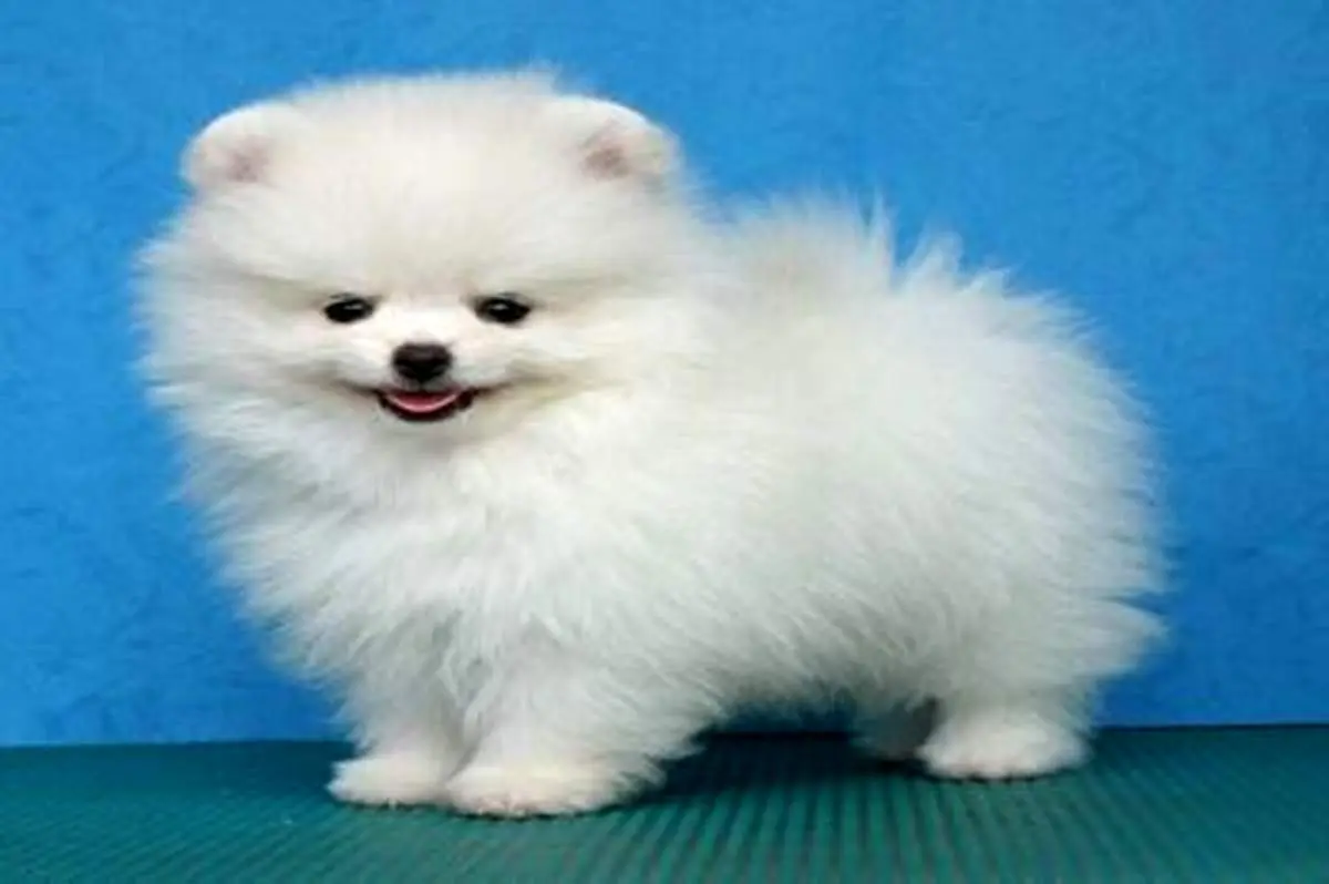 لحظه وحشت یک سگ کوچک از انفجار ترقه!+ فیلم