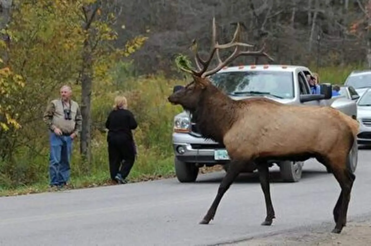 لحظه تکان‌دهنده برخورد گوزن عظیم‌الجثه با خودرو وسط جاده