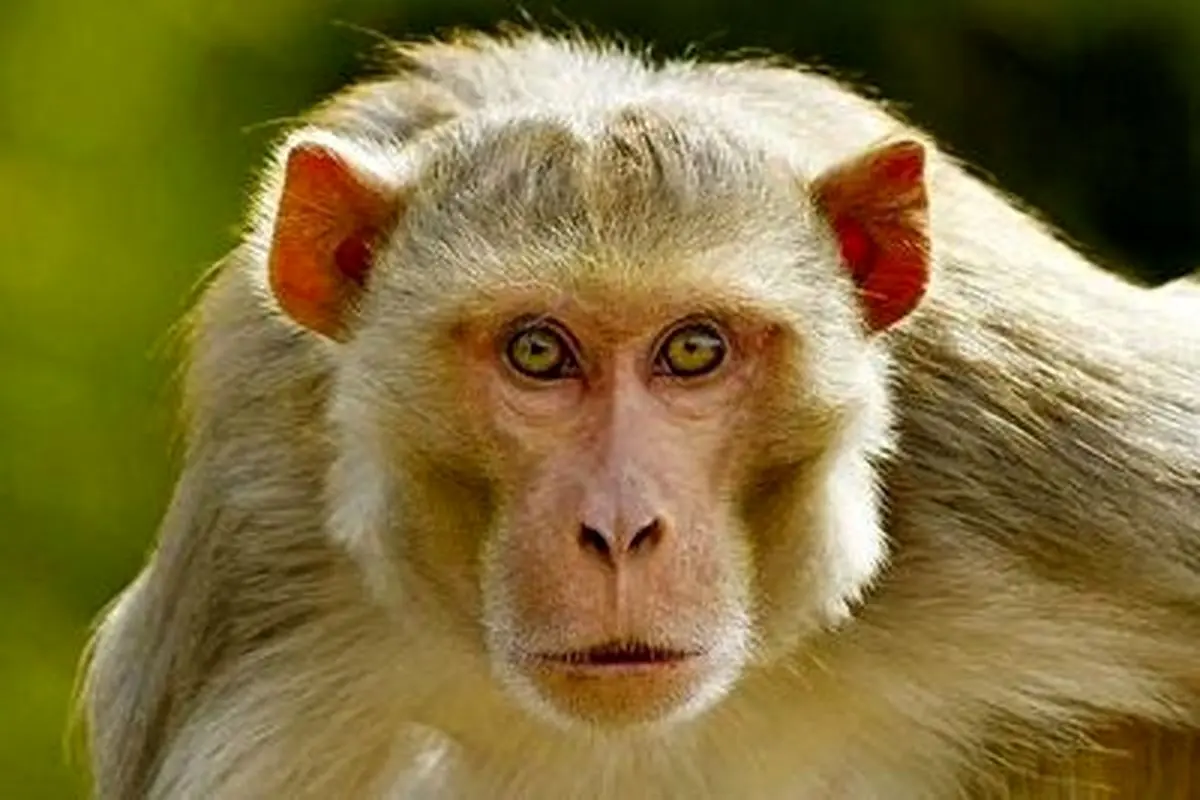 میمون بامزه ای که با نی آبمیوه می خورد+ فیلم