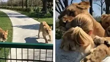 عکس العمل باورنکردنی شیرها پس از دیدن مادر انسانی شان! + فیلم