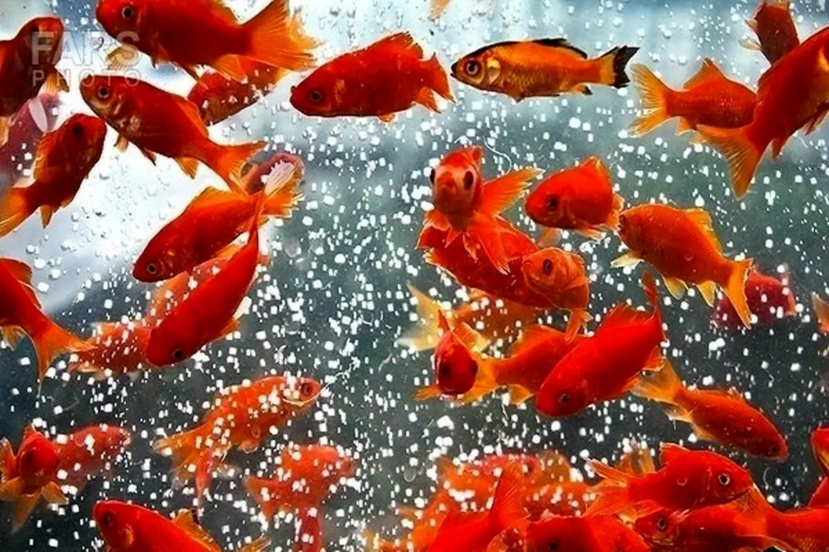 اگر می خواهید ماهی قرمز عید بیشتر عمر کند این نکات را بخوانید