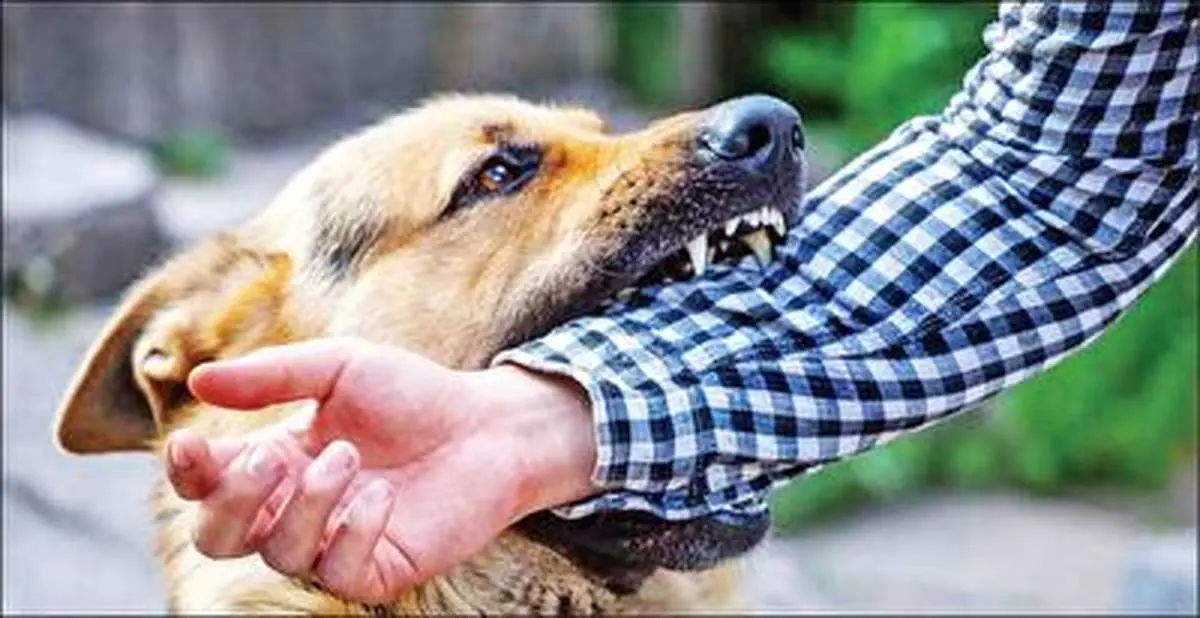 این ۵ نژاد سگ ایرانی حریف ندارند! + فیلم