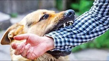 این ۵ نژاد سگ ایرانی حریف ندارند! + فیلم