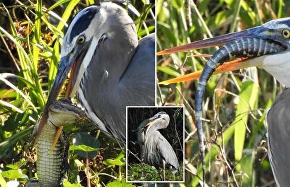 حواصیل بچه‌ تمساح‌ها را بلعید!+ فیلم