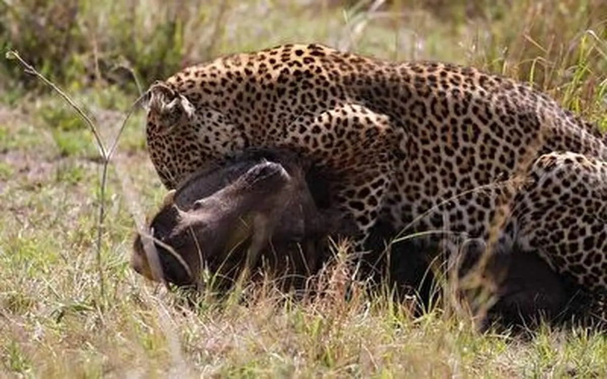 کمین حیرت انگیز پلنگ بالای لانه گراز+ فیلم