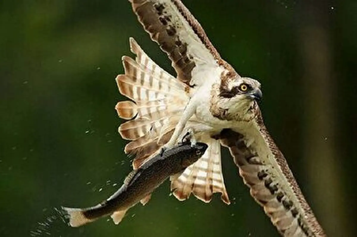 ویدیویی حیرت‌انگیز از خروج یک عقاب تیزچنگال از دریا!+ فیلم