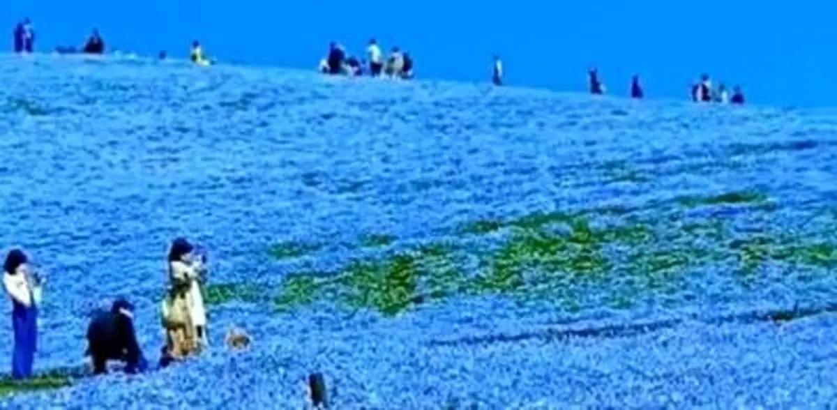 منظره ای شگفت انگیز از یک دره گل در ژاپن!+ فیلم