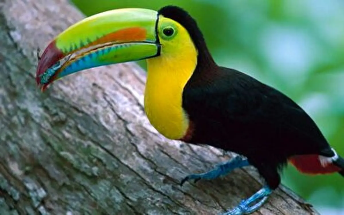 ساخت منقار مصنوعی برای «توکان توکو» + فیلم