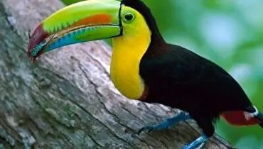 ساخت منقار مصنوعی برای «توکان توکو» + فیلم