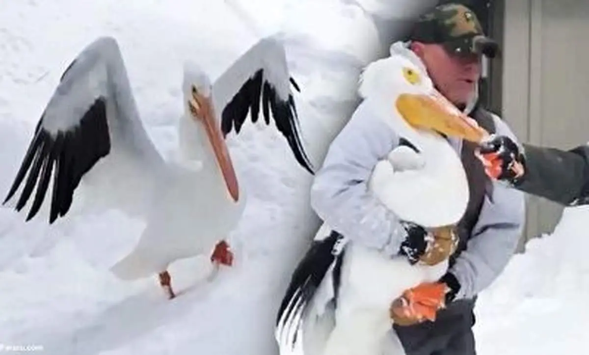 حضور عجیب پلیکان در این منطقه برفی خبرساز شد+ فیلم