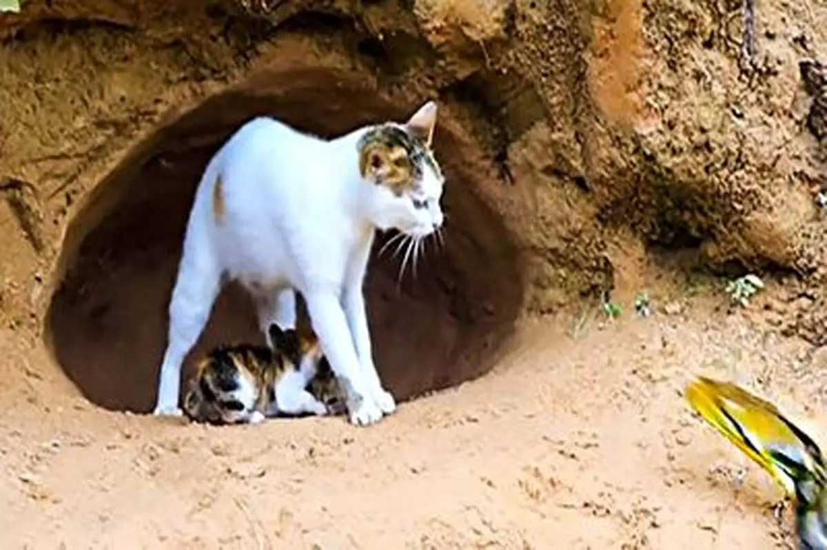 سیلی زدن گربه به مار + فیلم