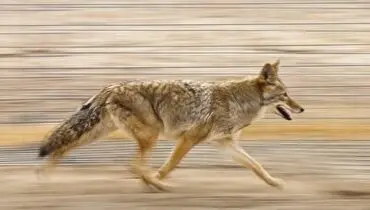 همکاری گرگ صحرایی با راکون ها برای عبور از تونل+ فیلم