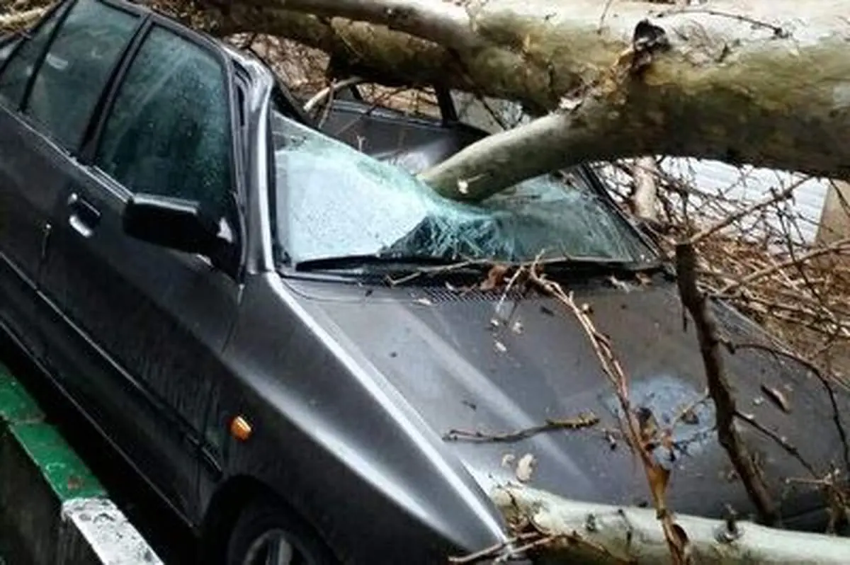 سقوط وحشتناک درخت روی پراید فاجعه آفرید+ فیلم